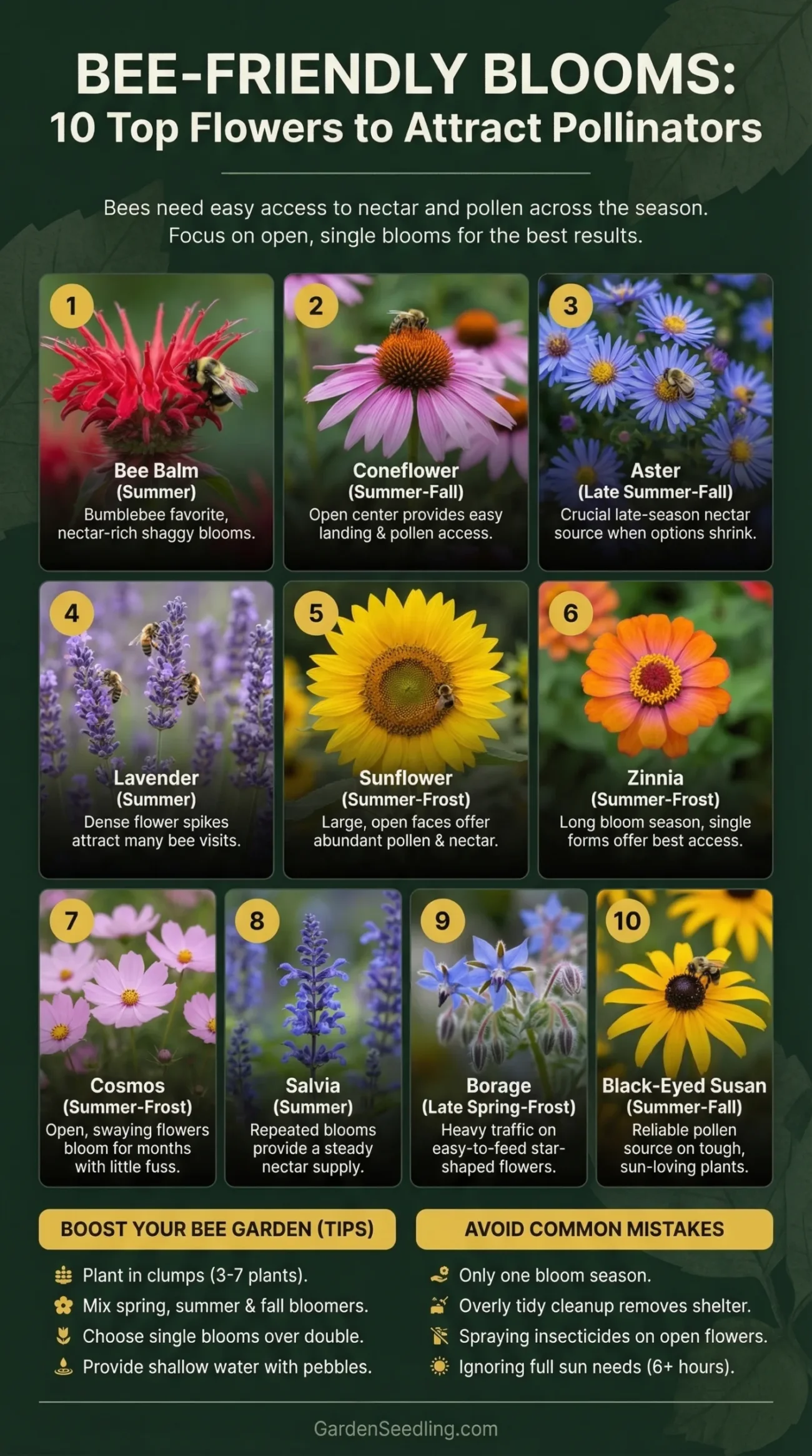 A close-up of vibrant daisies and bee on a flower, showcasing pollinator-friendly blooms for bees.