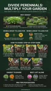 How to Divide Perennials to Multiply Your Garden
