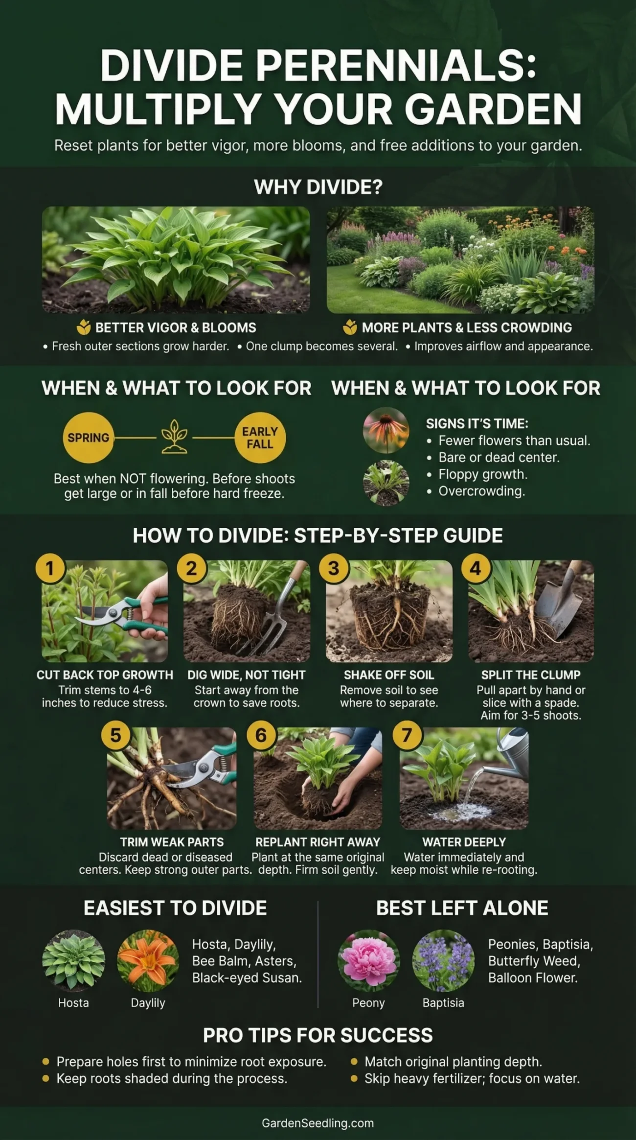 A gardener using a shovel to divide a cluster of blooming perennials in a vibrant garden.