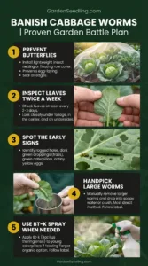Cabbage Worm Control for Backyard Vegetable Gardens